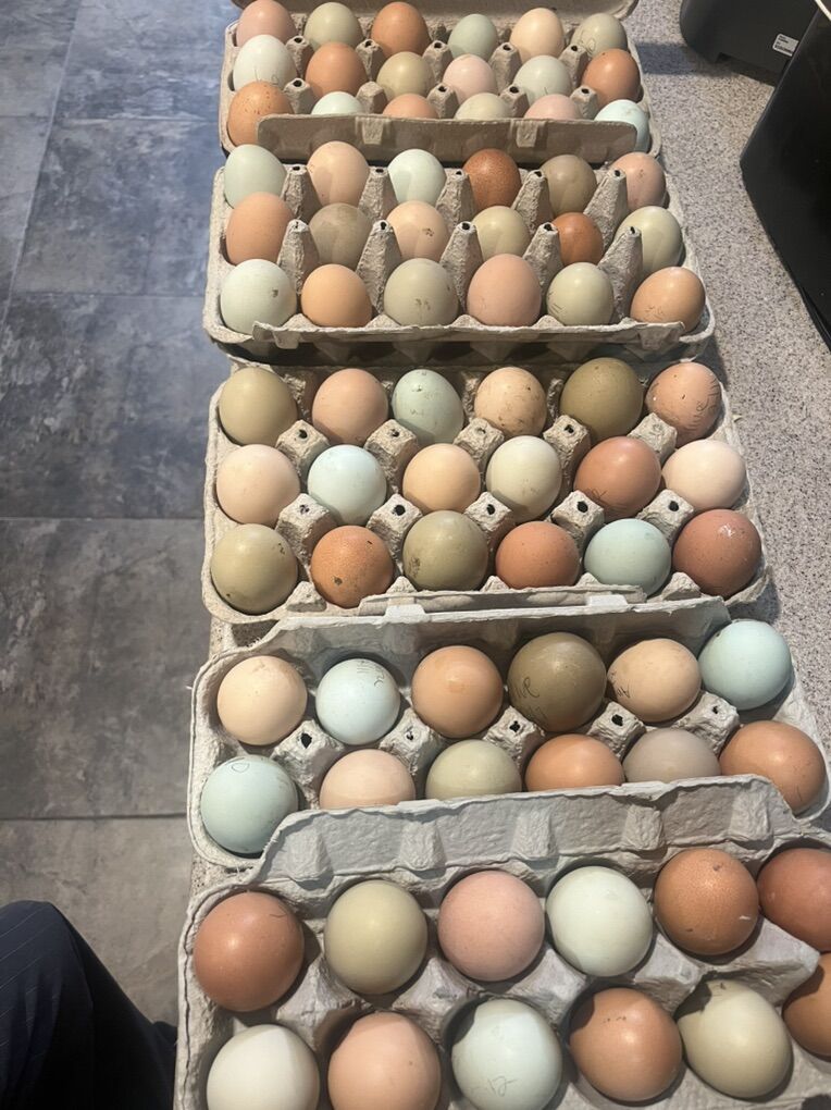 Barnyard Mix Hatching Eggs & Incubator.