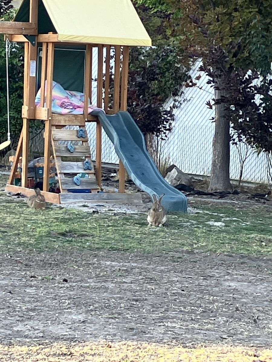 Rabbits 
