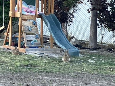 Rabbits