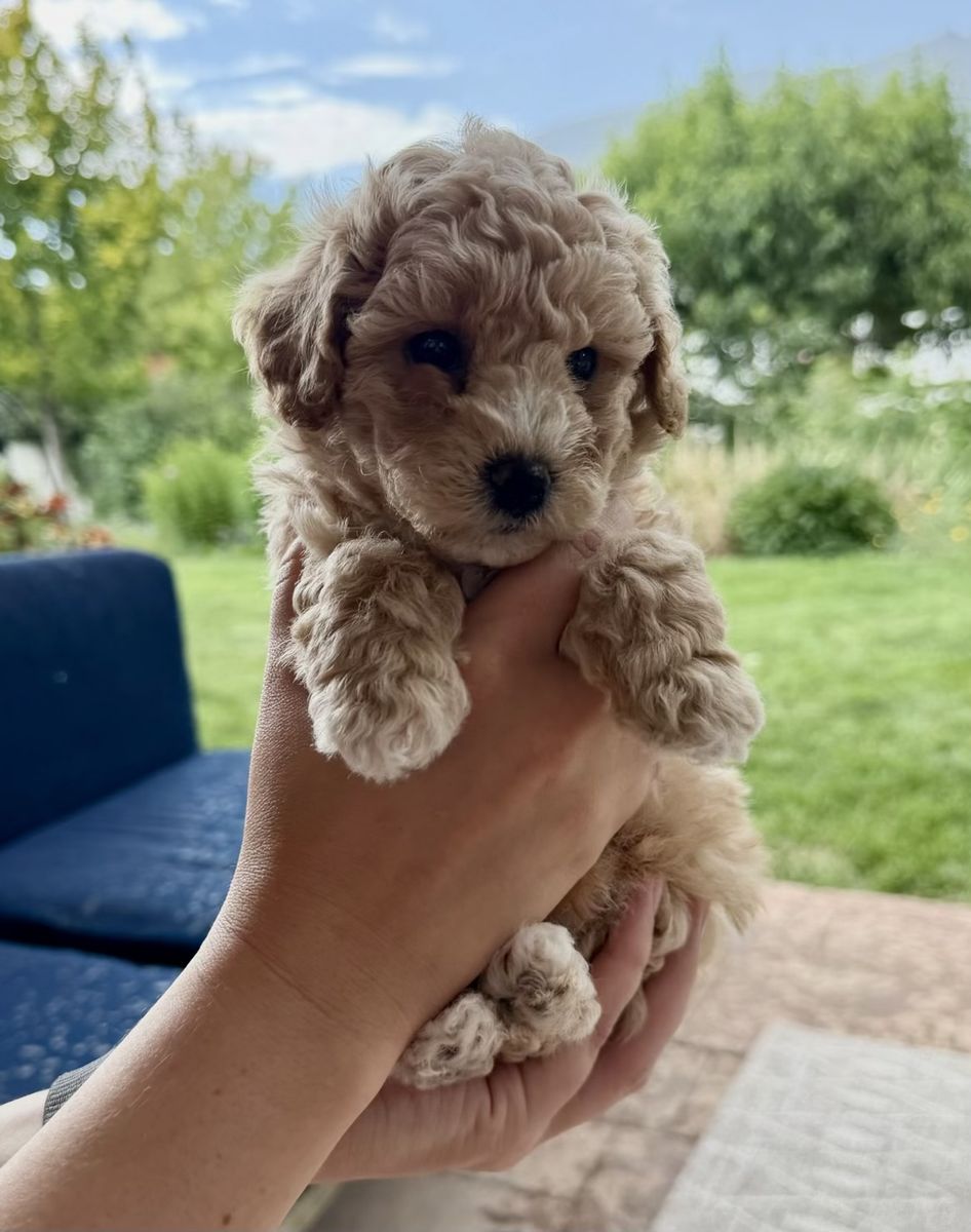Perfect Poochons Puppies, Bichon Frise-Toy Poodle