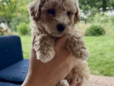 Perfect Poochons Puppies, Bichon Frise-Toy Poodle