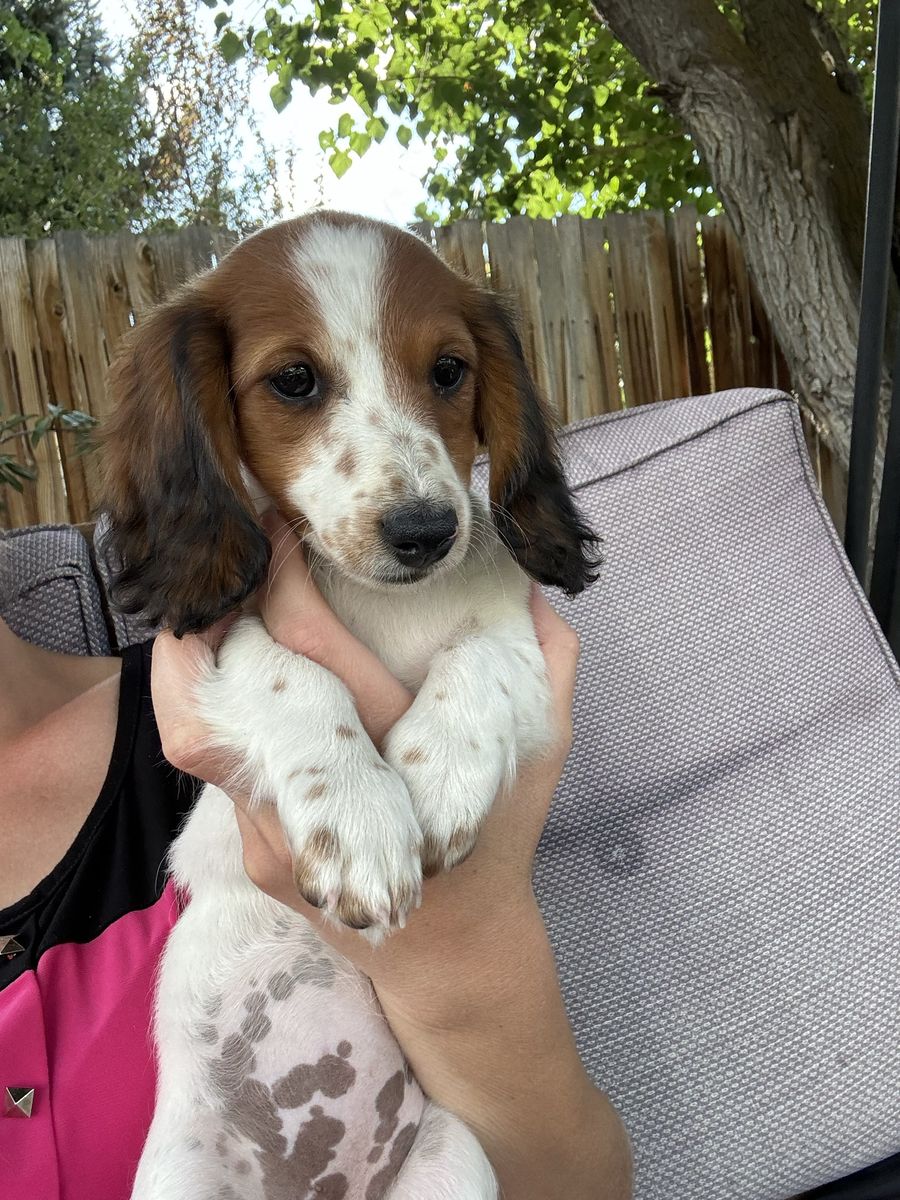 Miniature dachshund puppy