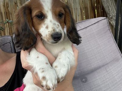 Miniature dachshund puppy