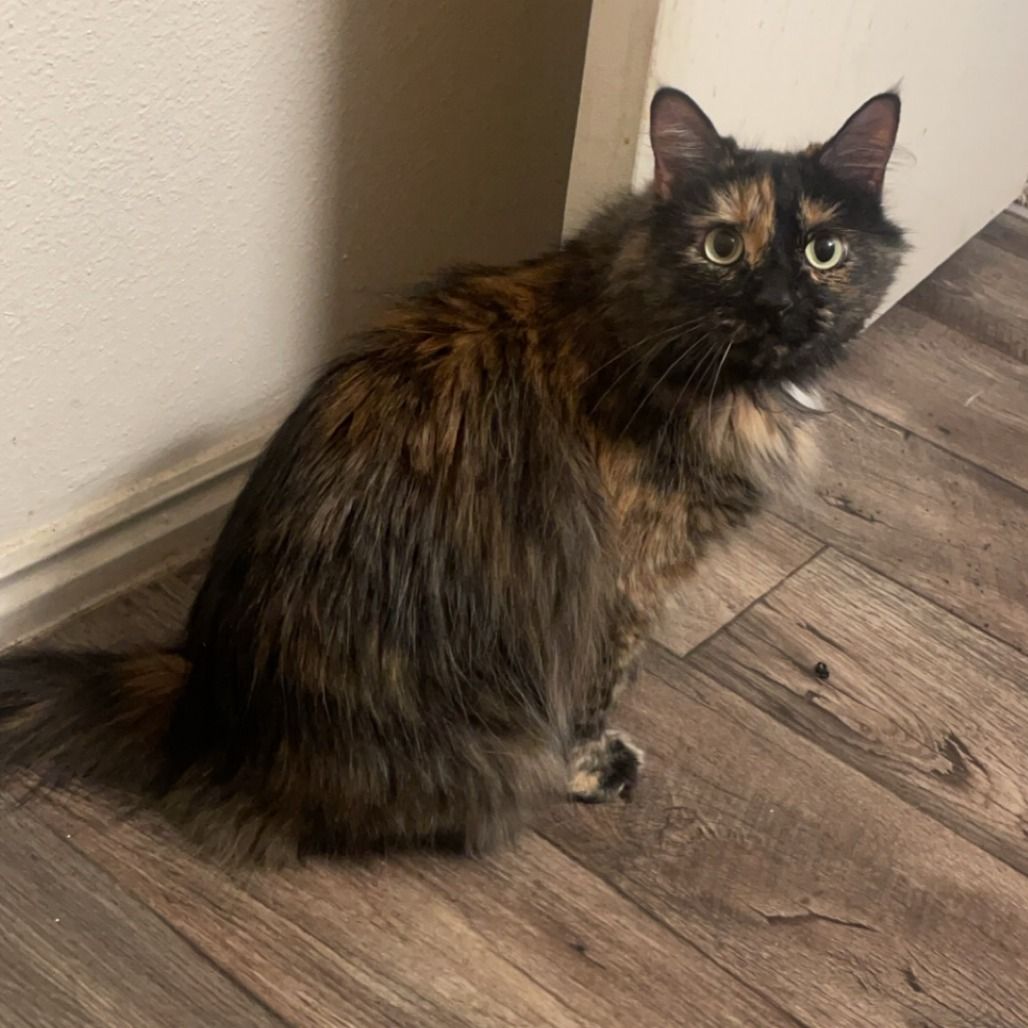 Hello my name is Willow