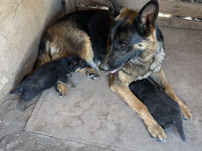 AKC German Shepherd, puppies for sale