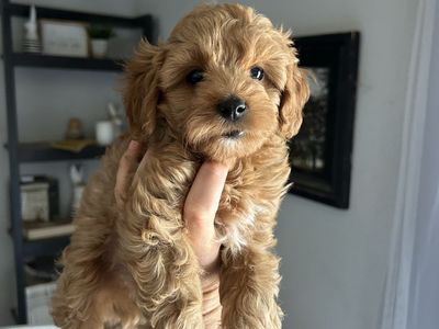 Female Cavapoo Puppies PRICE DROPPED