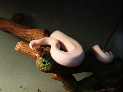 Pied ball python