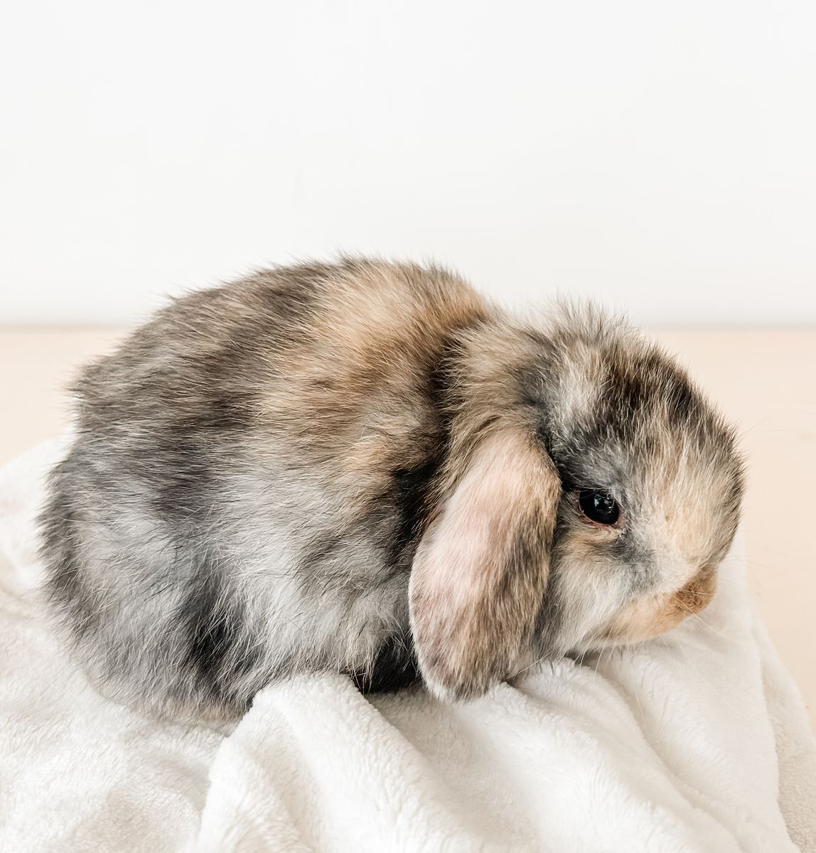 Holland lop Buck