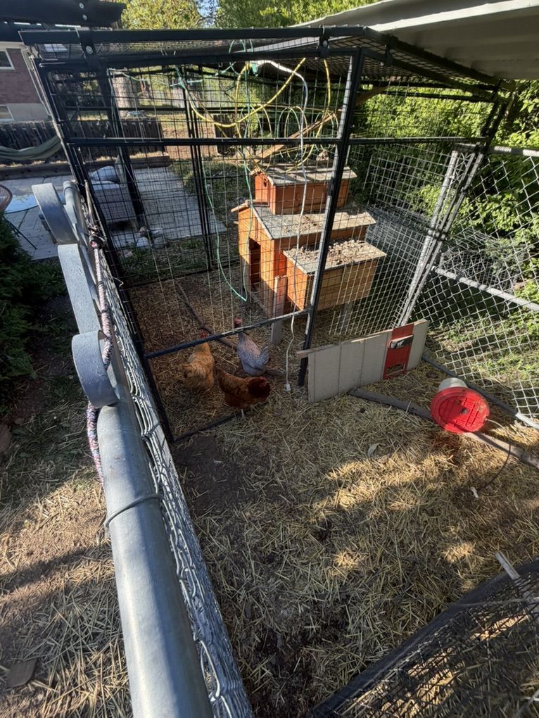 3 Laying hens, 2  year Old
