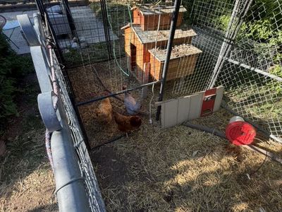 3 Laying hens, 2 year Old