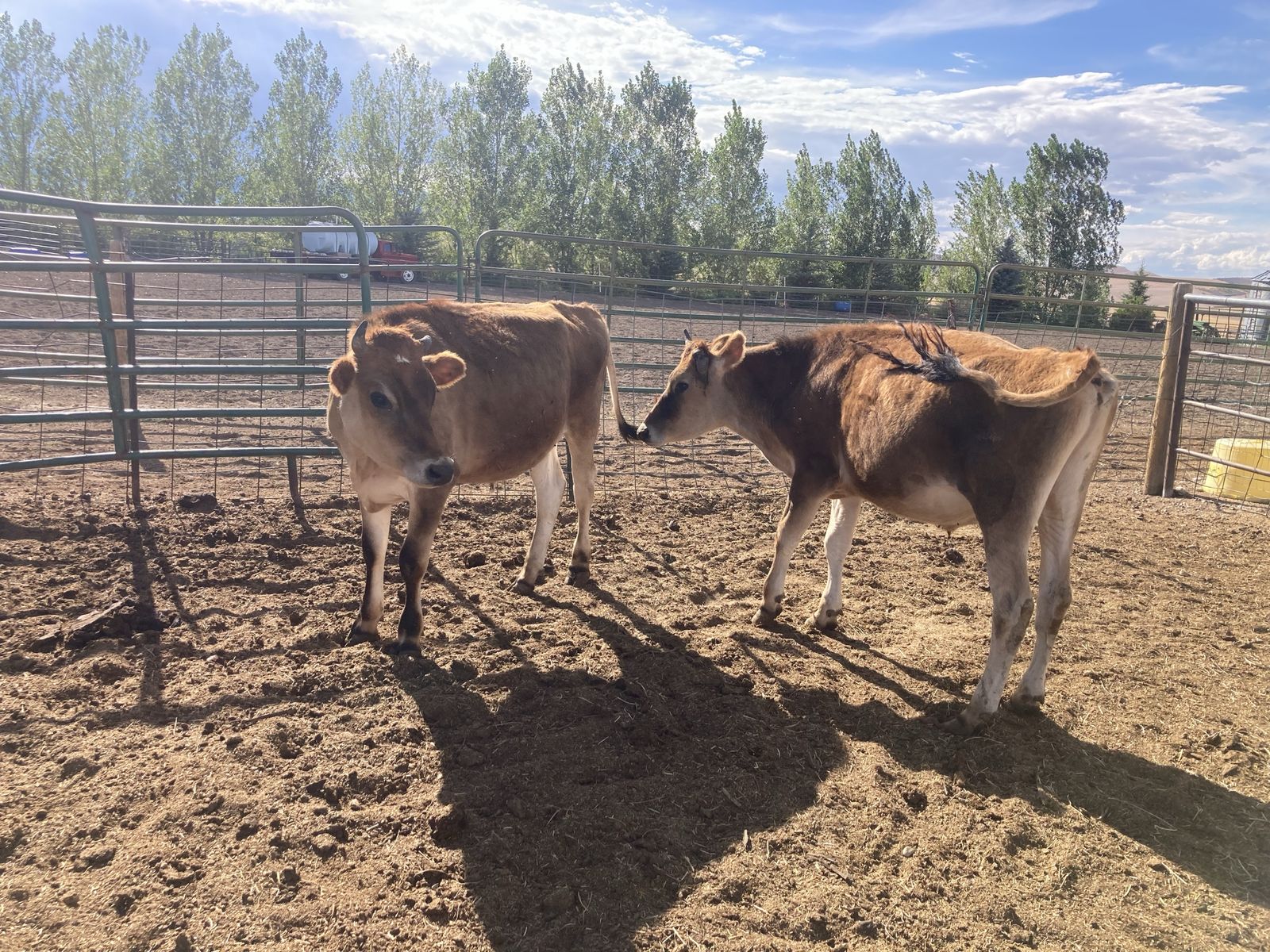 Two jerseys steers for sale. 