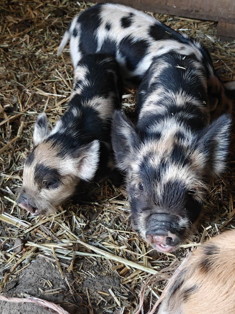 Kunekune Piglets - Spotted and Ginger Piglets with Wattles