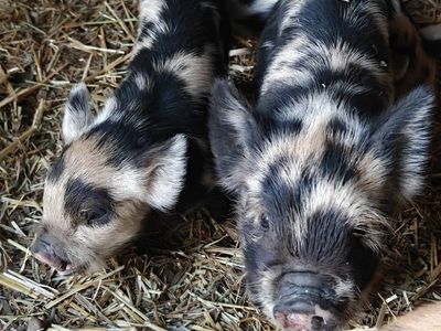 Kunekune Piglets - Spotted and Ginger Piglets with Wattles
