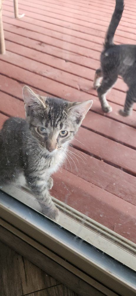 kittens 12 weeks old