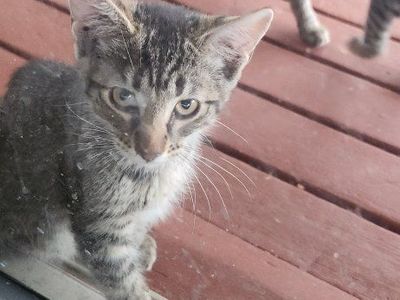kittens 12 weeks old