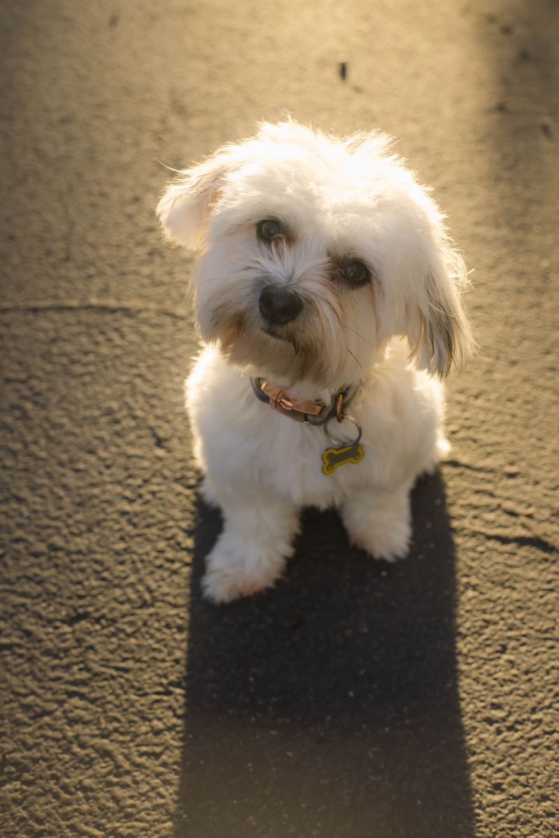 11 Month Old Coton de Tulear