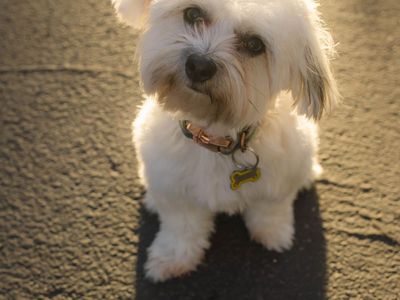 11 Month Old Coton de Tulear