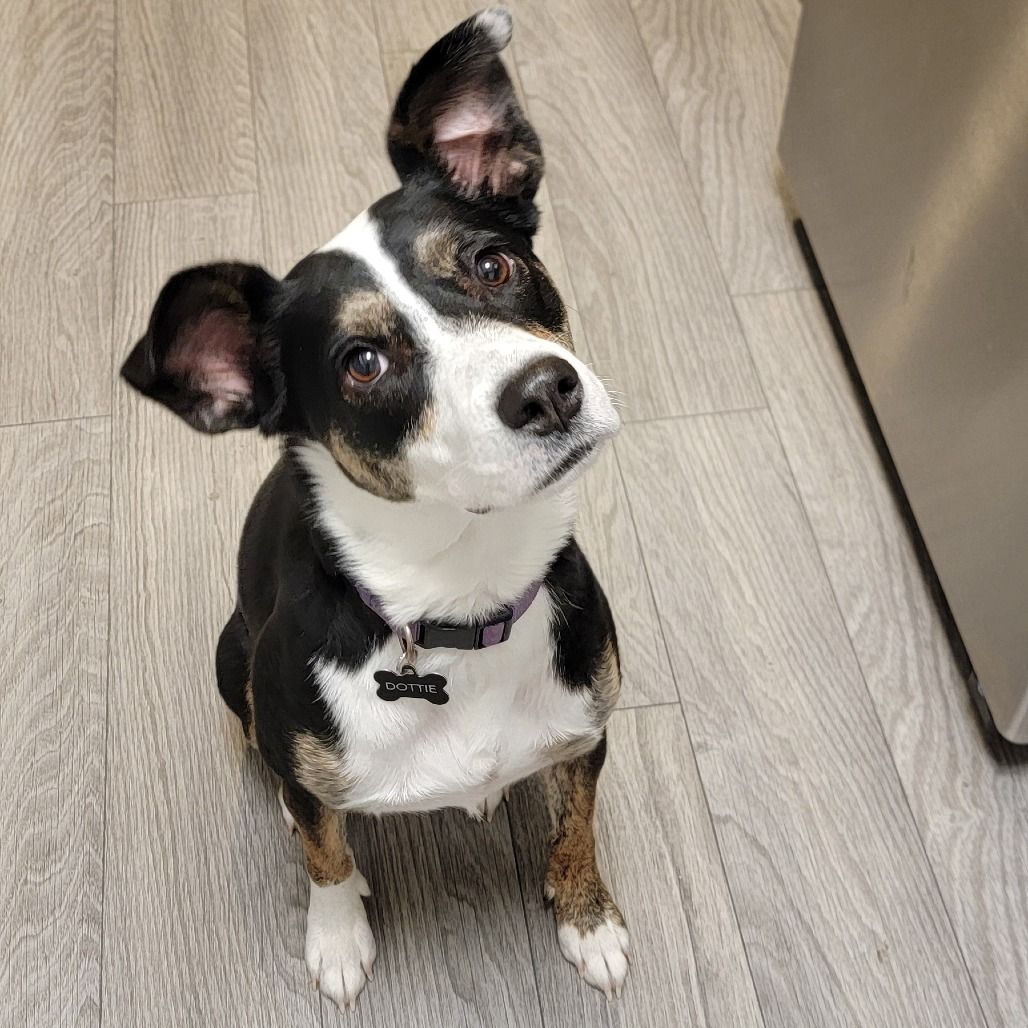 Hello my name is Dottie