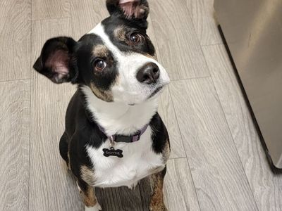 Hello my name is Dottie