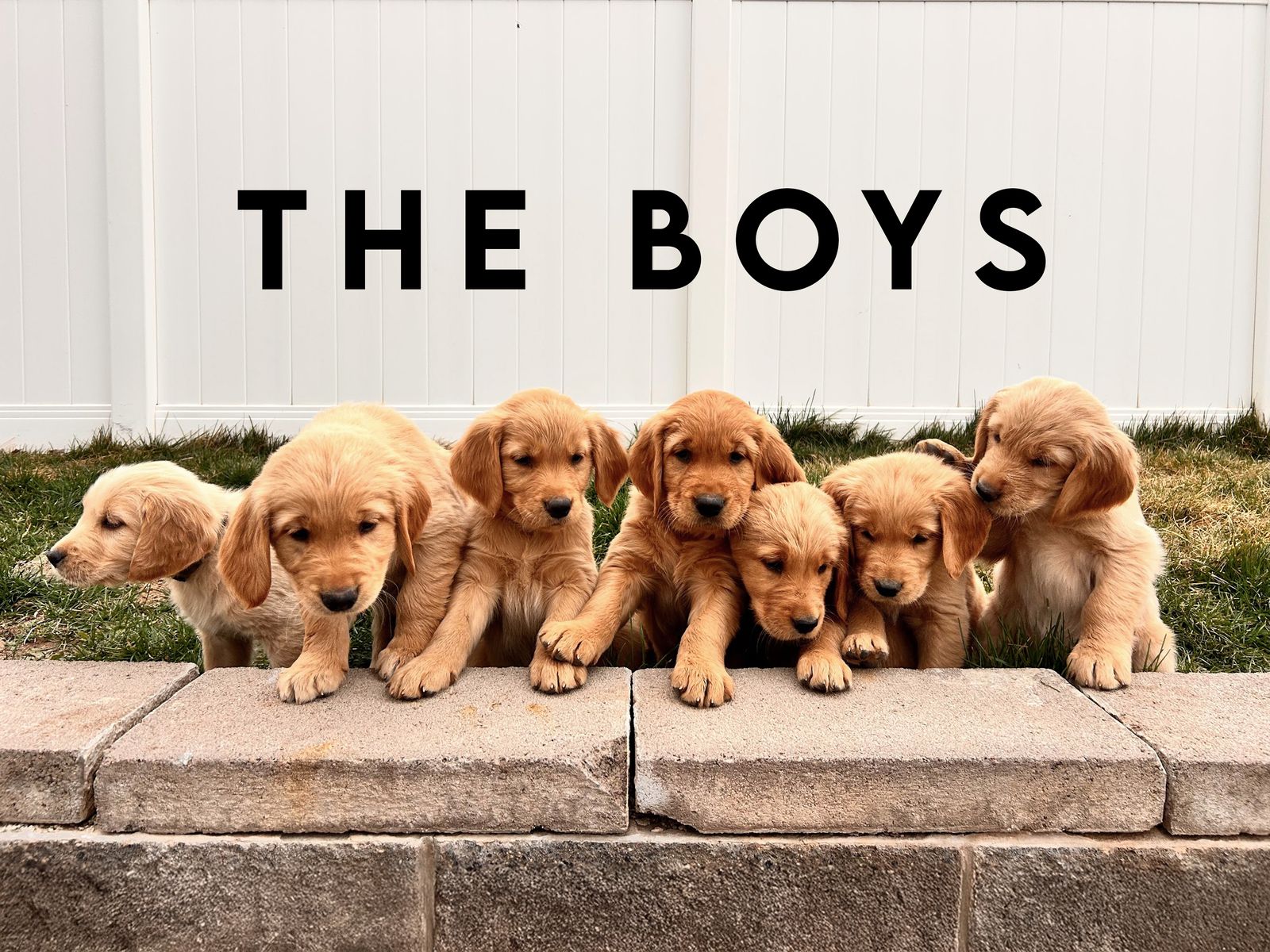 Golden Retriever Puppies!