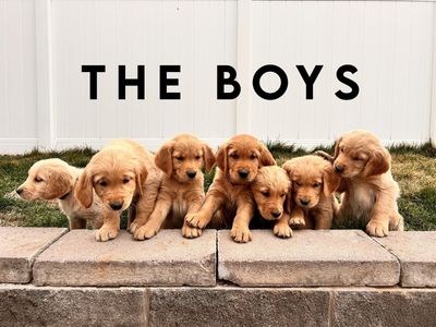 Golden Retriever Puppies!