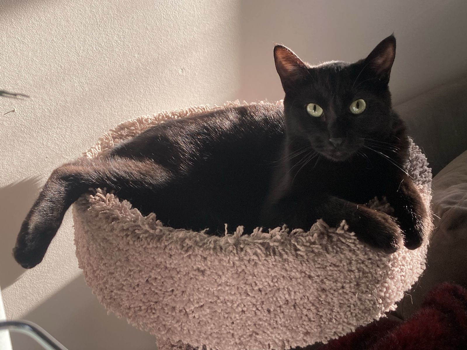 Domestic Shorthair -Black