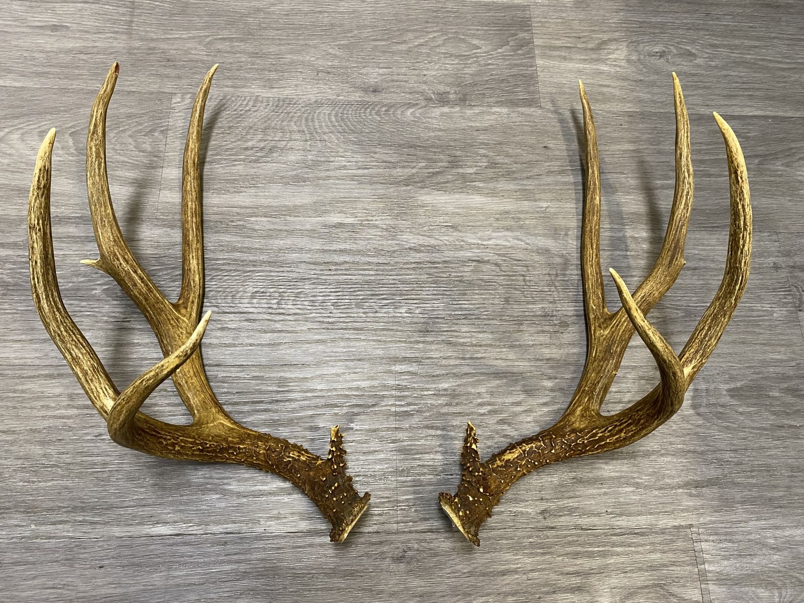 Tall Typical Dark Idaho Mule Deer Antler Set!