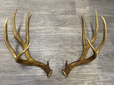 Tall Typical Dark Idaho Mule Deer Antler Set!
