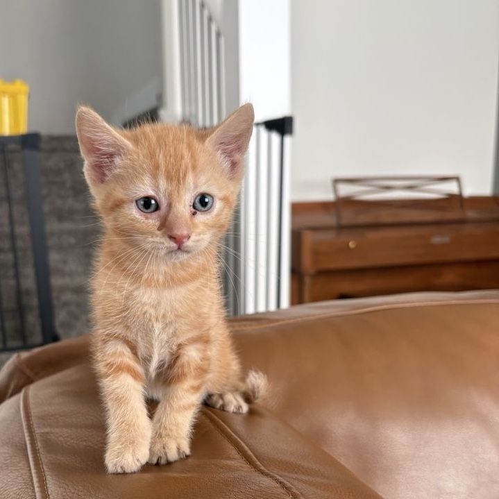 Kittens