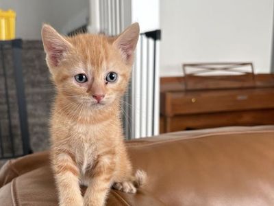 Kittens