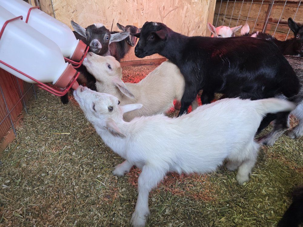 ADGA NIGERIAN DWARF KIDS born Mid February, several with blue eyes.