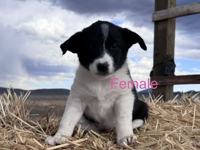 Purebred border collie females