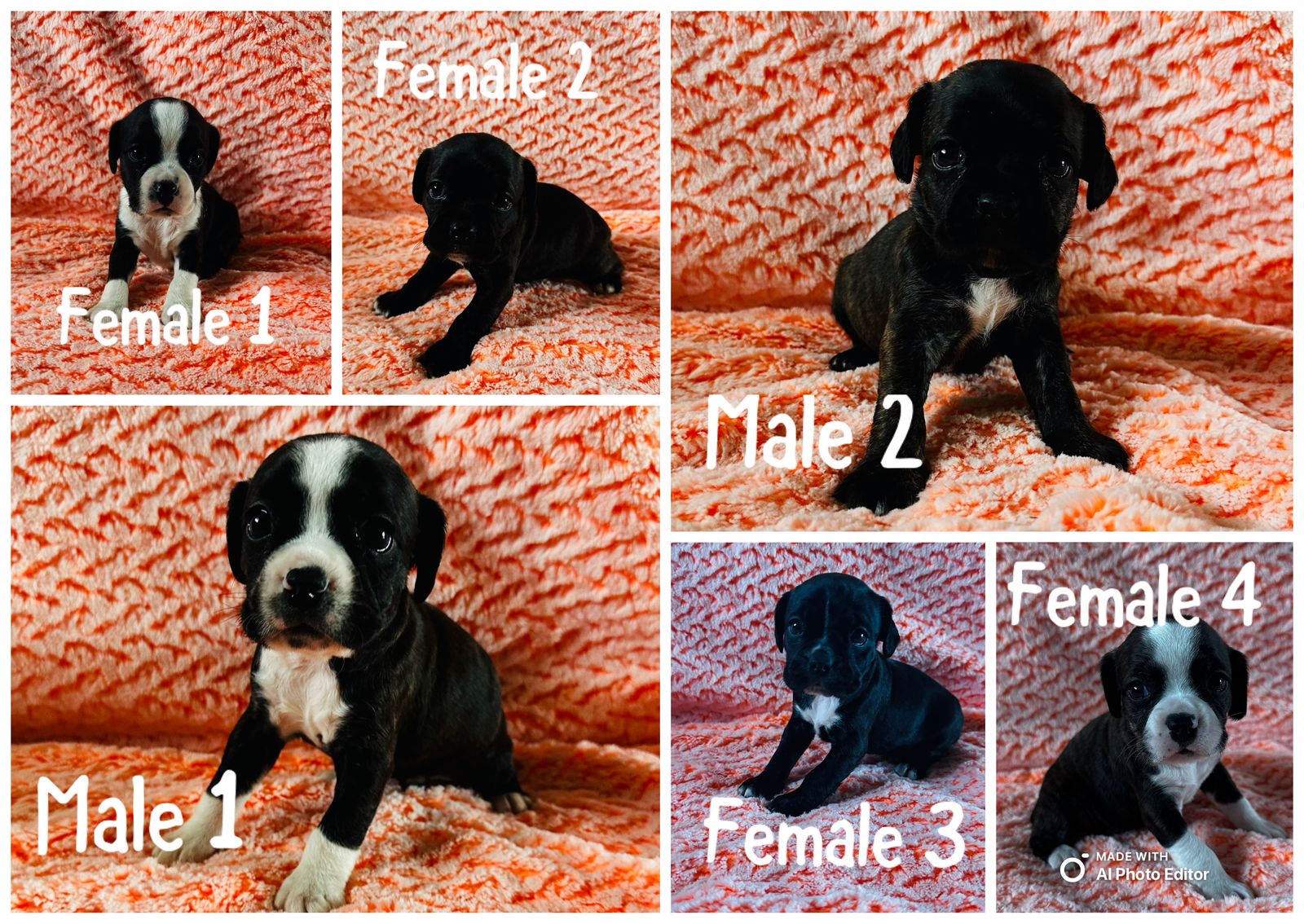 Boston Terrier, Cocker Spaniel