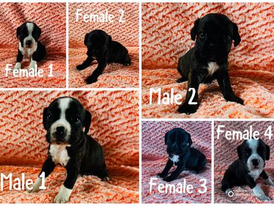 Boston Terrier, Cocker Spaniel