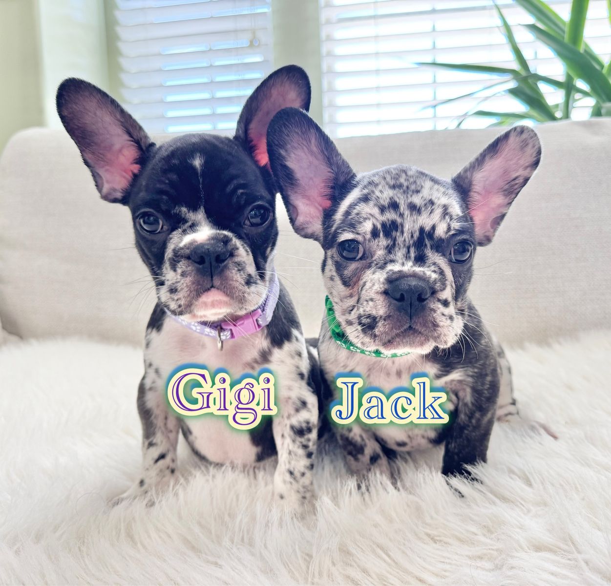 AKC French Bulldog Puppies