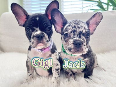 AKC French Bulldog Puppies