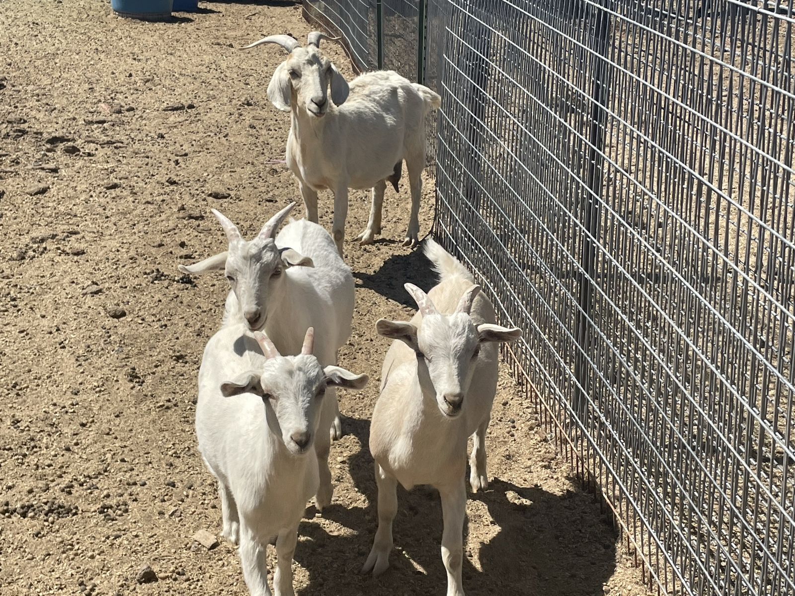 Goats