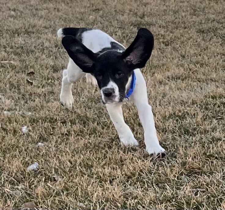 2 Beautiful Puppies Left