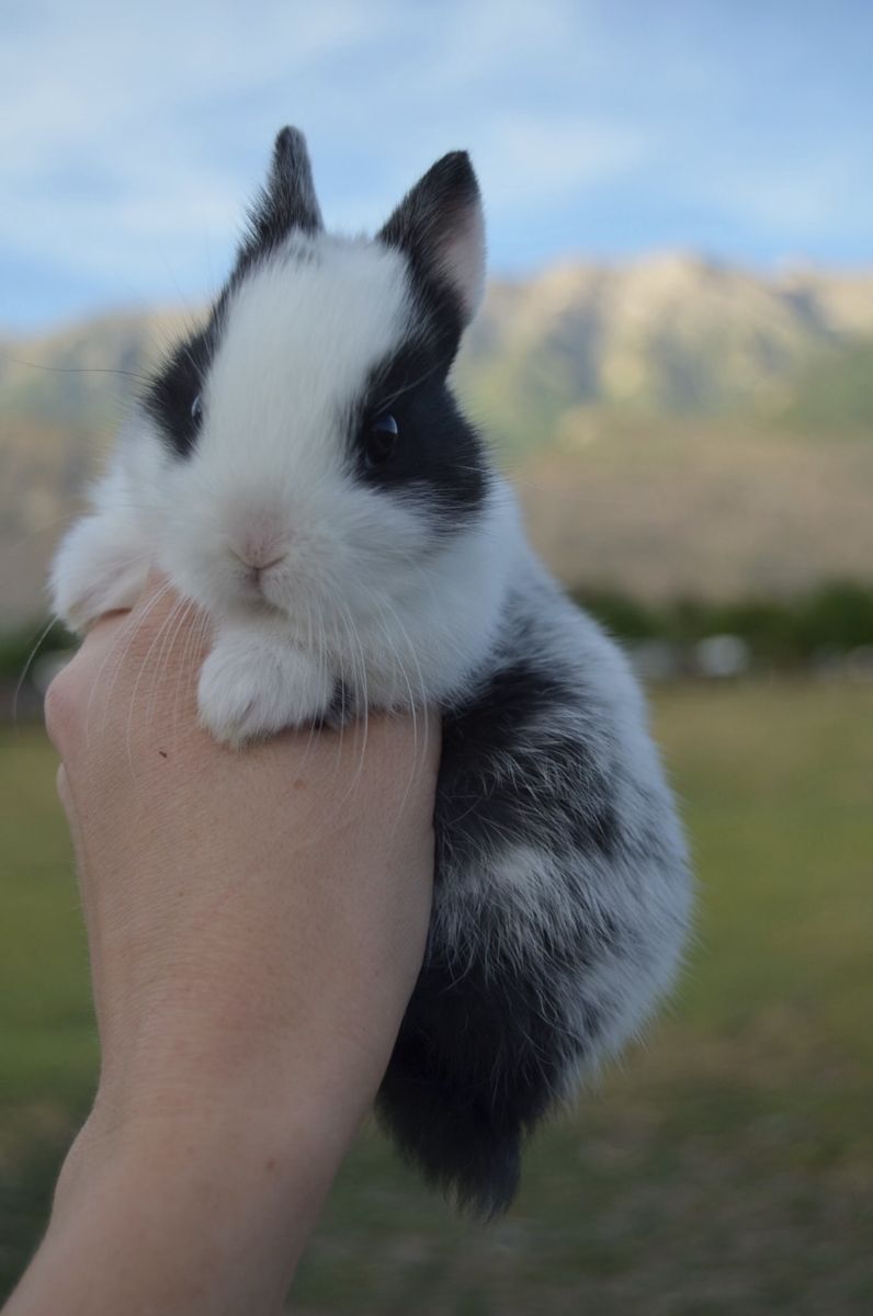 TINY Dearf Hotot Sport Buck (male)