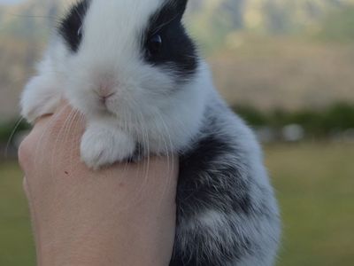 TINY Dearf Hotot Sport Buck (male)