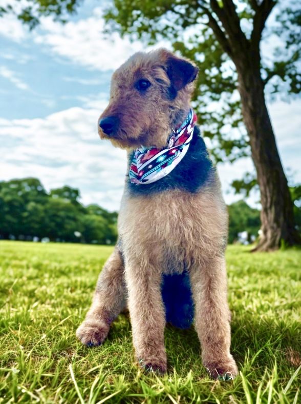 The Amazing Airedale! Puppies ready to join your family.