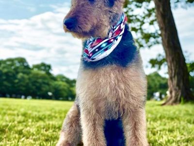 The Amazing Airedale! Puppies ready to join your family.