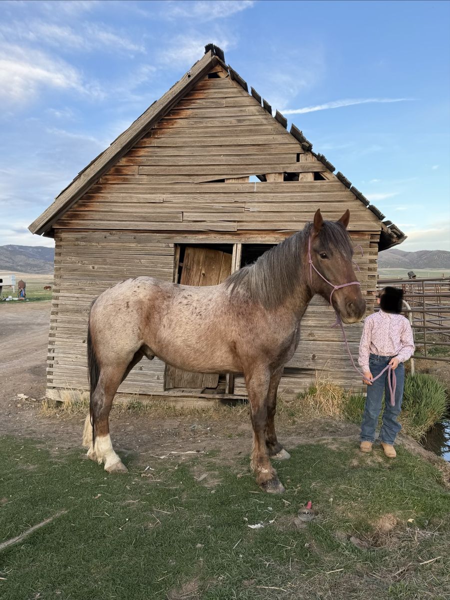 Half Draft Gelding