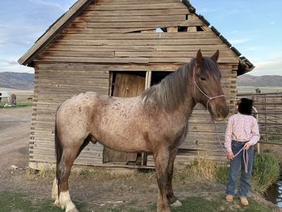 Half Draft Gelding