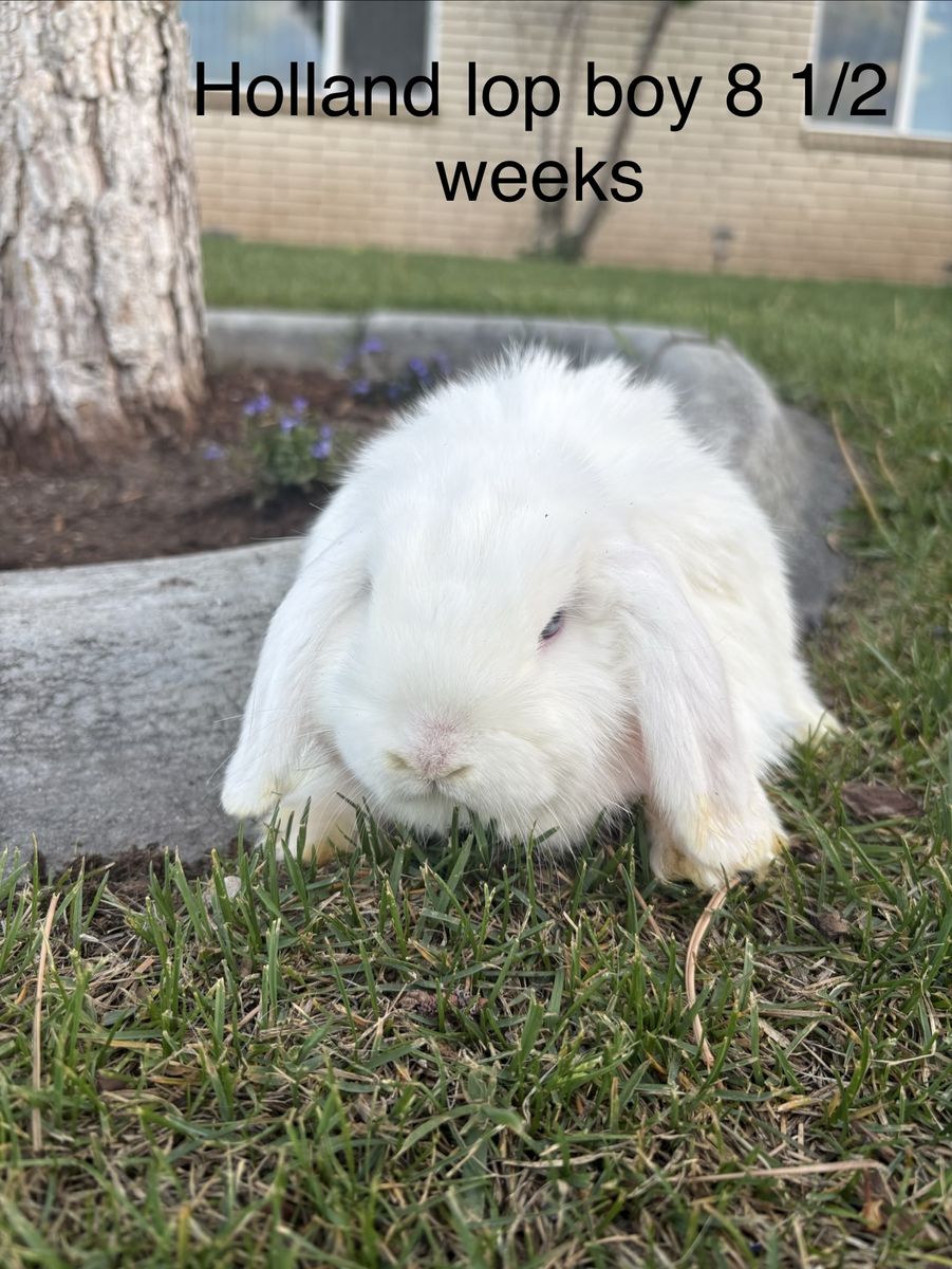 Holland Lop Boy's - 8.5 Weeks Old - White with Blue Eyes - Adorable Pet Rabbits