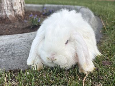 Holland Lop Boy's - 8.5 Weeks Old - White with Blue Eyes - Adorable Pet Rabbits