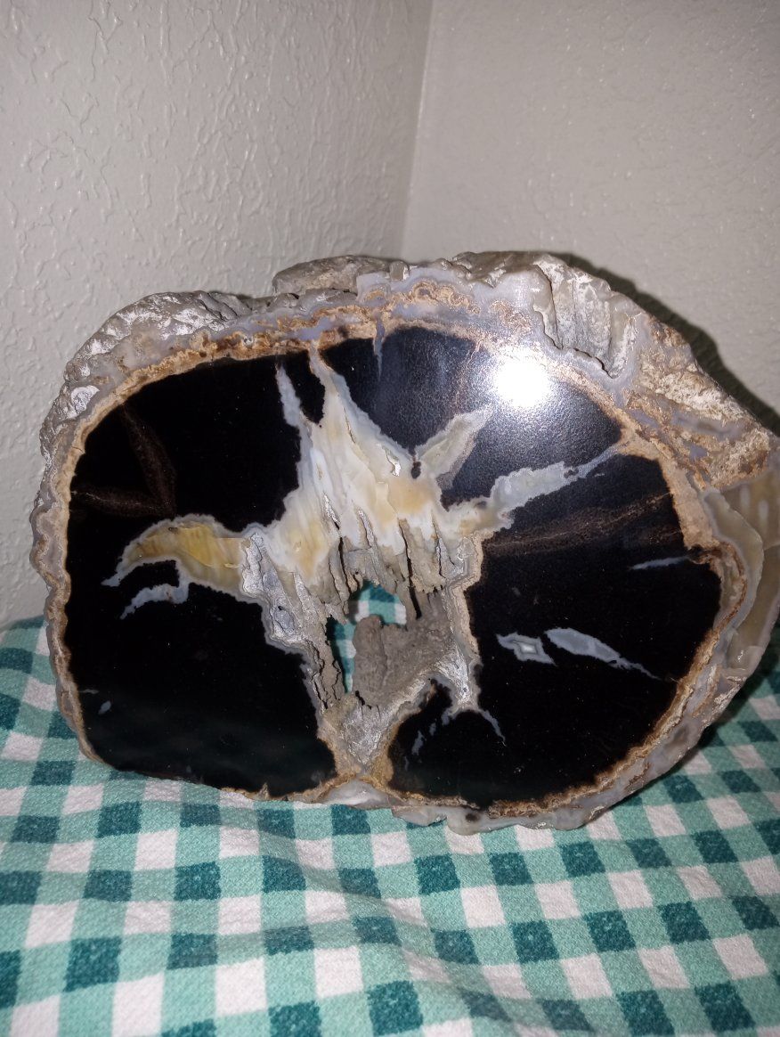 Stunning Polished Petrified Wood Log Section Display Piece - Unique Natural Decor