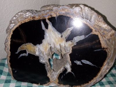 Stunning Polished Petrified Wood Log Section Display Piece - Unique Natural Decor