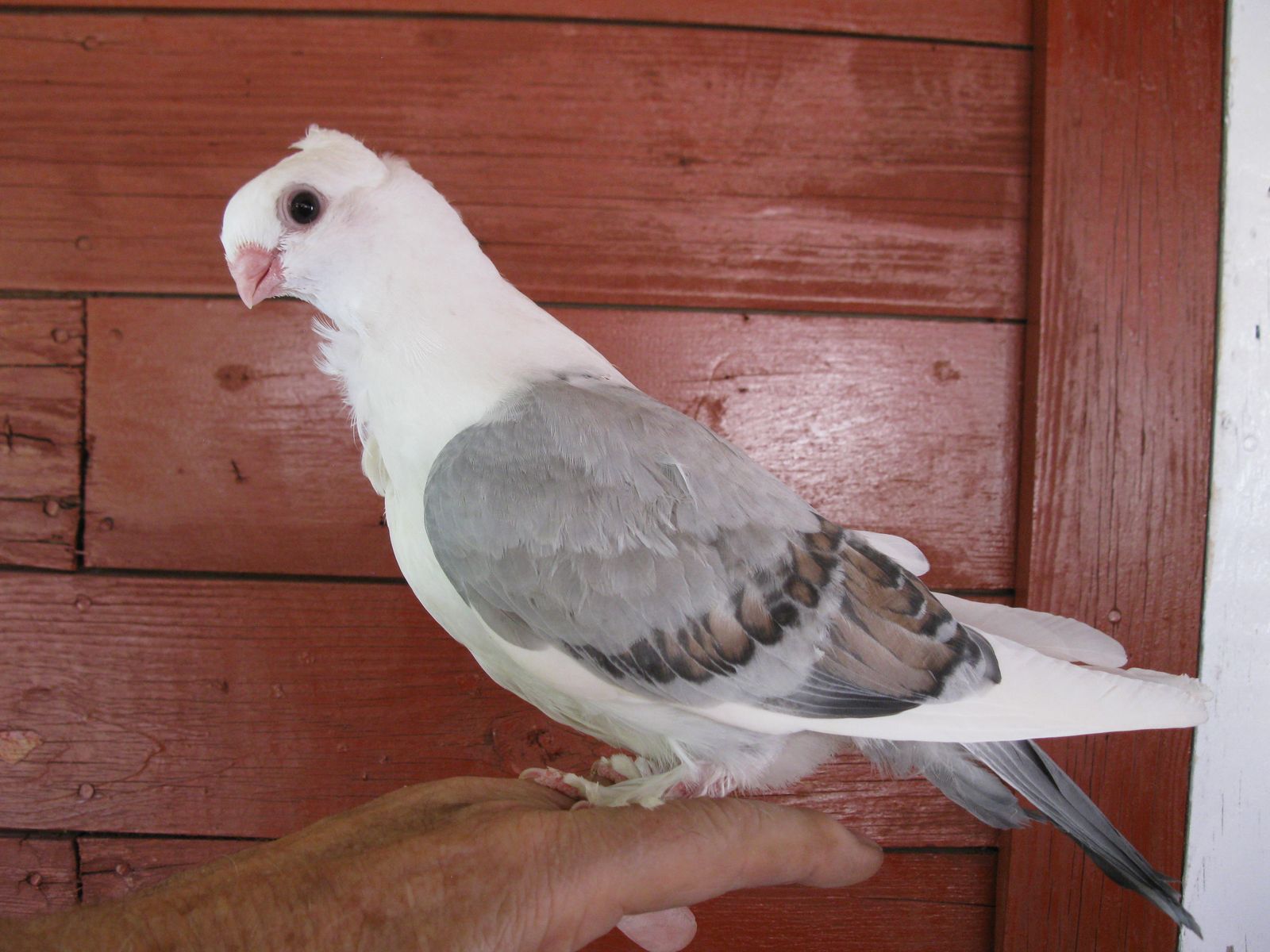Baby Pigeon.  Tame, hand fed, #116 Classic Frill Bluette.