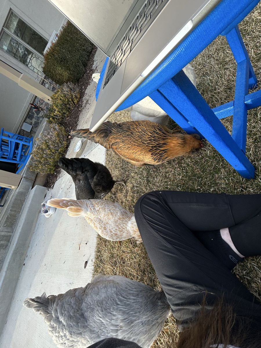 5 Chickens Available July